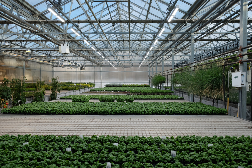 LED Lighting in Greenhouses Helps But Standards are Needed